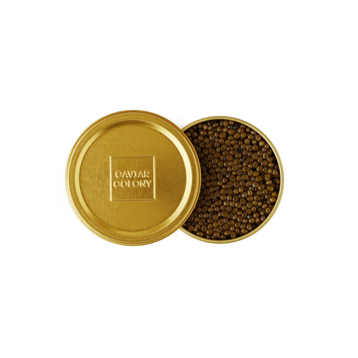 Caviar Colony Kaluga Hybrid