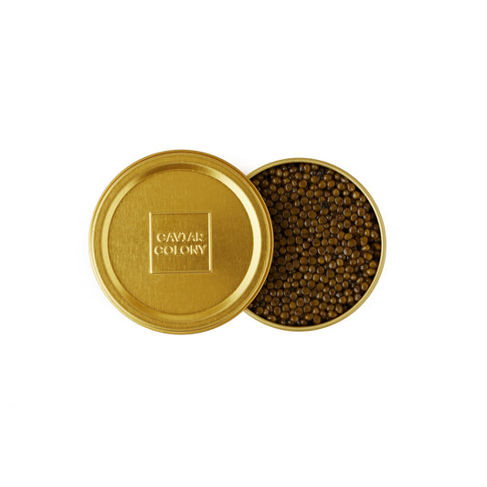 Caviar Colony Kaluga Hybrid