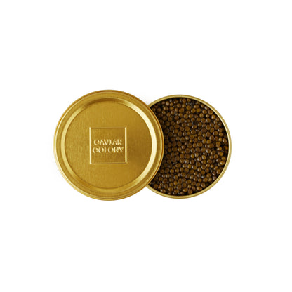 Caviar Colony Kaluga Hybrid